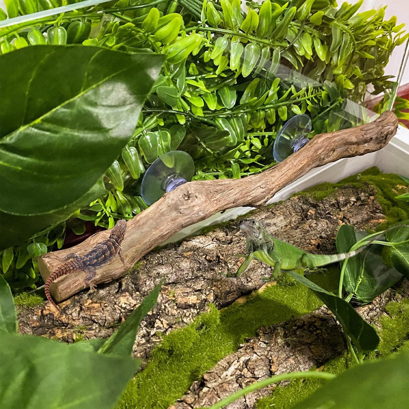 Wooden Snake Climbing Branch R - Home Decor Habitat ulasan dan harga