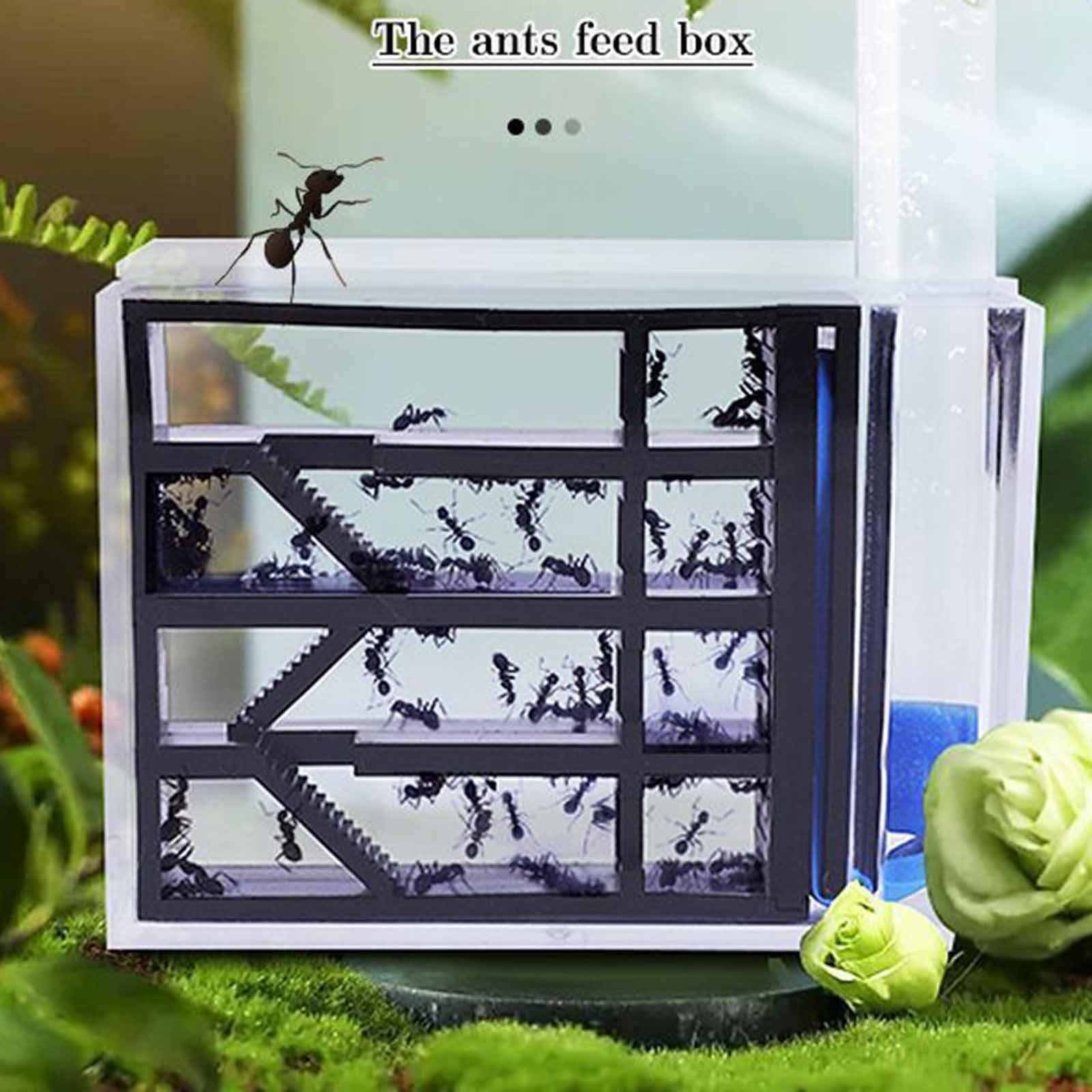 ANT Farm DIY Science Education - Home Decor Habitat ulasan dan harga