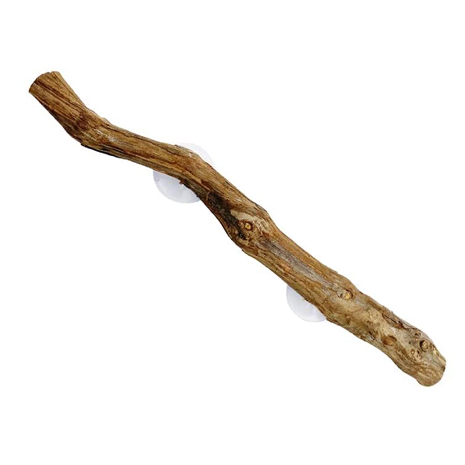 Reptile Branch Unique Bearded  - Home Decor Habitat ulasan dan harga